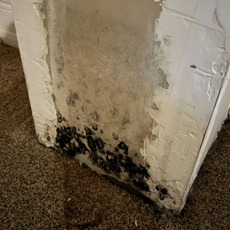 Professional Mold Removal in Marion County, KY
